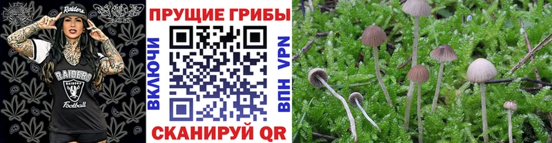 где купить наркотик  Гудермес  Галлюциногенные грибы MAGIC MUSHROOMS 